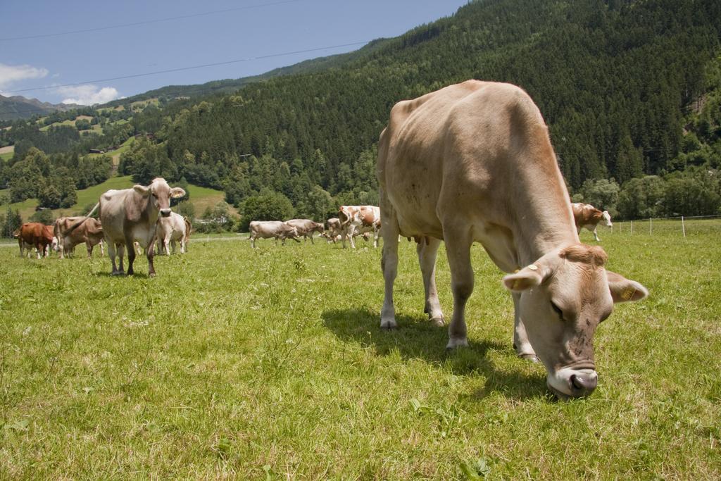 דירות Aschau Im Zillertal Martlerhof מראה חיצוני תמונה